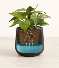 Load image into Gallery viewer, Black