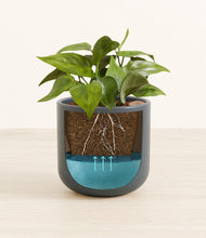 Load image into Gallery viewer, Iron Gray