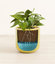 Load image into Gallery viewer, Key Lime Yellow