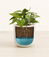 Load image into Gallery viewer, Cotton White