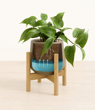 Load image into Gallery viewer, Olive stand:bamboo