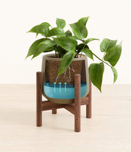 Load image into Gallery viewer, Olive stand:walnut