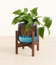 Load image into Gallery viewer, Deep Navy stand:walnut