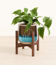 Load image into Gallery viewer, Eternal Gray stand:walnut