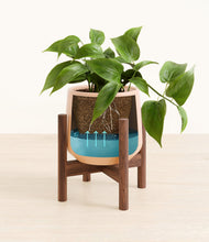 Load image into Gallery viewer, Gentle Pink stand:walnut