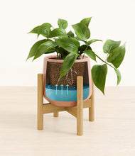 Load image into Gallery viewer, Calm Rose stand:bamboo