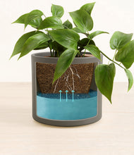 Load image into Gallery viewer, Dark Olive