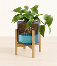 Load image into Gallery viewer, Deep Navy stand:bamboo
