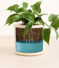 Load image into Gallery viewer, Cream