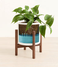 Load image into Gallery viewer, White stand:walnut