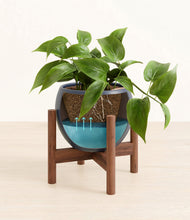 Load image into Gallery viewer, Deep Navy stand:walnut