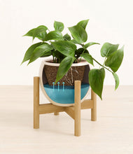 Load image into Gallery viewer, Shiny EggWhite stand:bamboo
