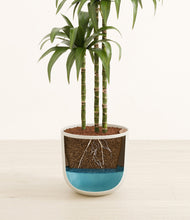 Load image into Gallery viewer, Natural Bamboo