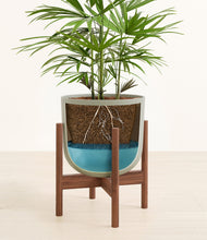 Load image into Gallery viewer, Sage Green stand:walnut