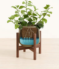 Load image into Gallery viewer, Olive stand:walnut