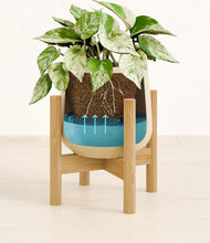 Load image into Gallery viewer, Almond Green stand:bamboo
