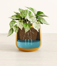 Load image into Gallery viewer, Mustard