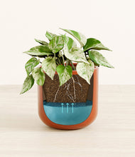 Load image into Gallery viewer, Glossy Red