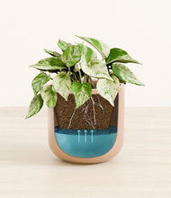 Load image into Gallery viewer, Glossy Pink