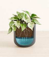 Load image into Gallery viewer, Iron Gray