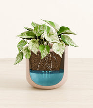 Load image into Gallery viewer, Sandy Pink