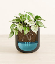 Load image into Gallery viewer, Stone Black