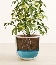 Load image into Gallery viewer, Natural Bamboo