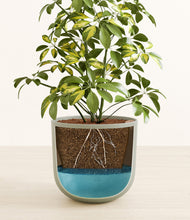 Load image into Gallery viewer, Sage Green