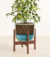 Load image into Gallery viewer, Sage Green stand:walnut