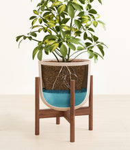 Load image into Gallery viewer, Sandy Pink stand:walnut