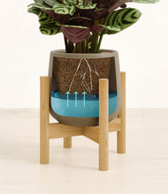 Load image into Gallery viewer, Olive stand:bamboo