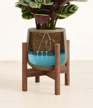 Load image into Gallery viewer, Olive stand:walnut