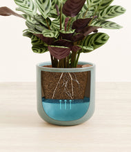 Load image into Gallery viewer, Reactive Aqua