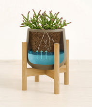 Load image into Gallery viewer, Olive stand:bamboo