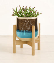 Load image into Gallery viewer, Almond Green stand:bamboo