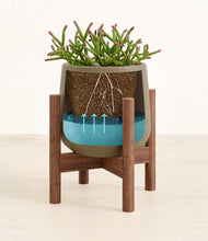 Load image into Gallery viewer, Olive stand:walnut