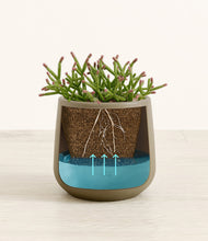 Load image into Gallery viewer, Olive