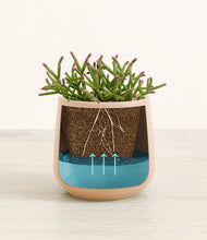 Load image into Gallery viewer, Gentle Pink