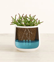 Load image into Gallery viewer, White