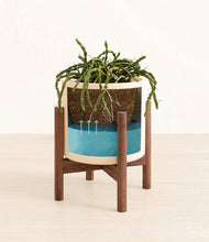 Load image into Gallery viewer, Cream stand:walnut