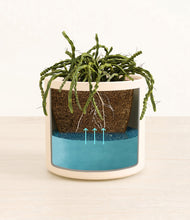 Load image into Gallery viewer, Cream