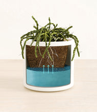 Load image into Gallery viewer, White