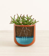 Load image into Gallery viewer, Glossy Red