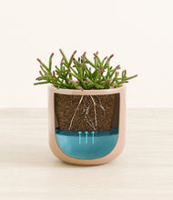 Load image into Gallery viewer, Glossy Pink