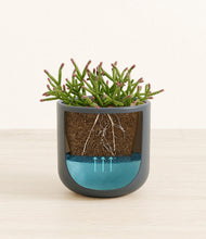 Load image into Gallery viewer, Iron Gray