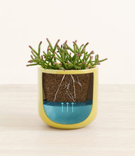 Load image into Gallery viewer, Key Lime Yellow