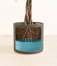 Load image into Gallery viewer, Dark Olive