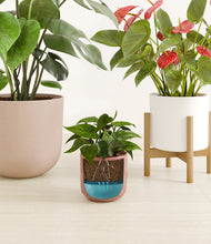 Load image into Gallery viewer, Sunrise Serenity