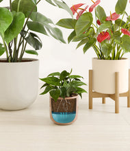 Load image into Gallery viewer, Earthen Harmony