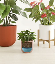 Load image into Gallery viewer, Autumnal Embrace